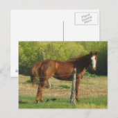 Paard Briefkaart (Voorkant / Achterkant)