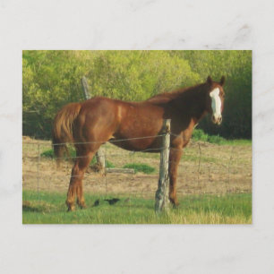 Paard Briefkaart