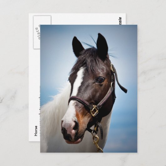 Paard Briefkaart (Voorkant / Achterkant)