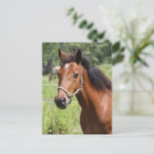 Paard Briefkaart (Staand voorkant)