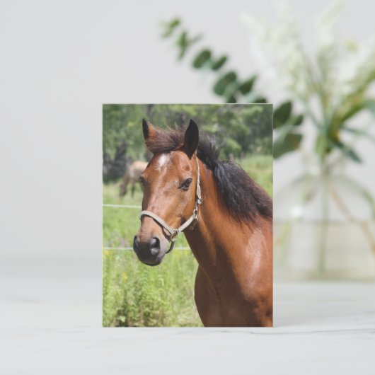 Paard Briefkaart (Staand voorkant)
