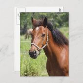 Paard Briefkaart (Voorkant / Achterkant)