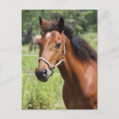 Paard Briefkaart (Voorkant)