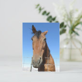 Paard Briefkaart (Staand voorkant)