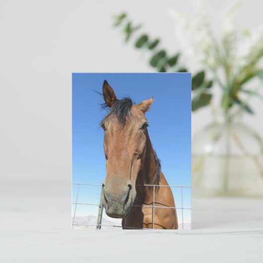 Paard Briefkaart (Staand voorkant)