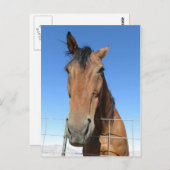 Paard Briefkaart (Voorkant / Achterkant)