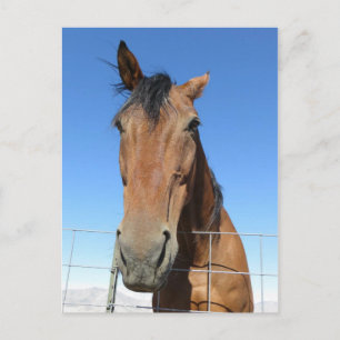 Paard Briefkaart