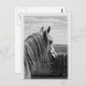 paard briefkaart (Voorkant / Achterkant)