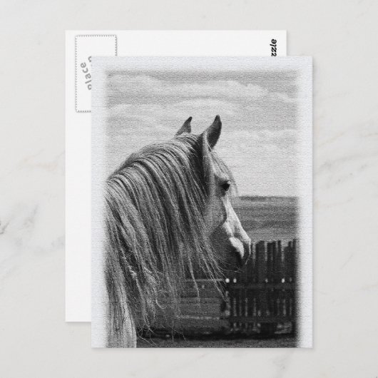 paard briefkaart (Voorkant / Achterkant)