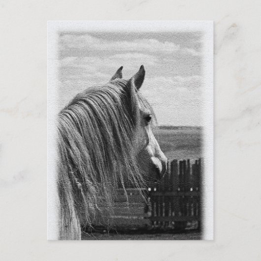 paard briefkaart (Voorkant)