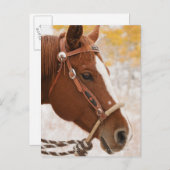 Paard Briefkaart (Voorkant / Achterkant)