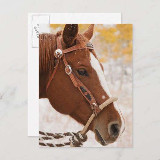 Paard Briefkaart (Voorkant / Achterkant)