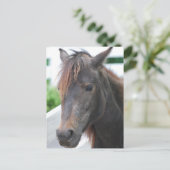 paard briefkaart (Staand voorkant)