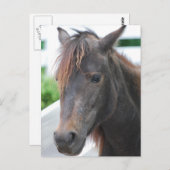 paard briefkaart (Voorkant / Achterkant)