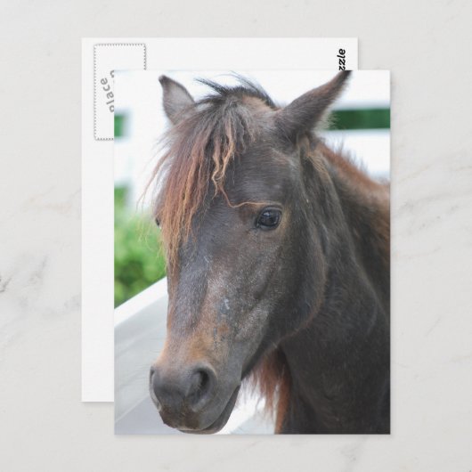 paard briefkaart (Voorkant / Achterkant)