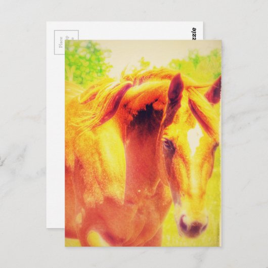 Paard Briefkaart (Voorkant / Achterkant)