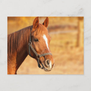 Paard Briefkaart
