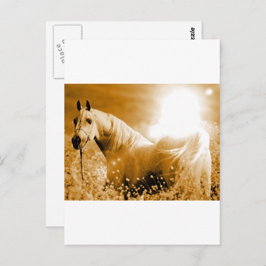 Paard Briefkaart (Voorkant / Achterkant)