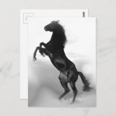 Paard Briefkaart (Voorkant / Achterkant)