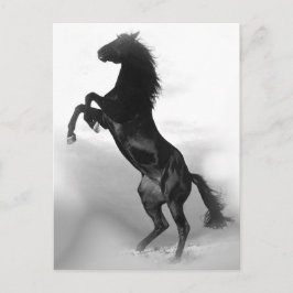 Paard Briefkaart