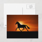 paard briefkaart (Voorkant / Achterkant)