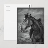 paard briefkaart (Voorkant / Achterkant)