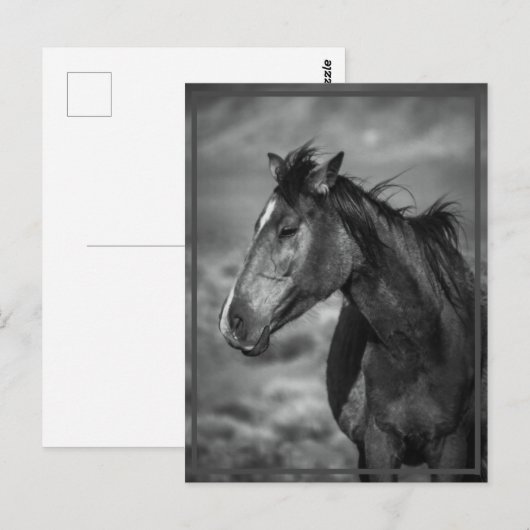 paard briefkaart (Voorkant / Achterkant)