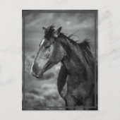 paard briefkaart (Voorkant)