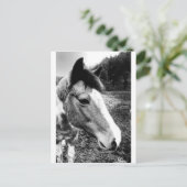 Paard Briefkaart (Staand voorkant)