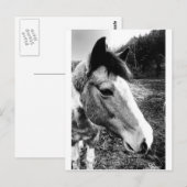 Paard Briefkaart (Voorkant / Achterkant)