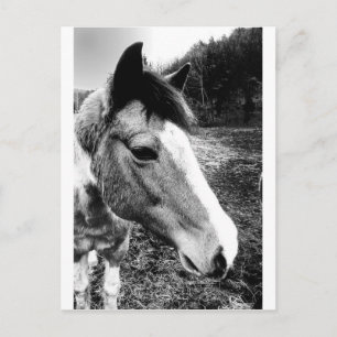 Paard Briefkaart