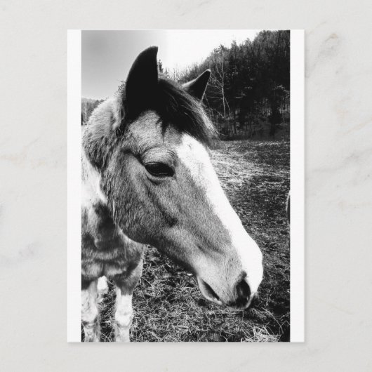Paard Briefkaart (Voorkant)
