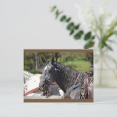 paard briefkaart, sleeppaard briefkaart (Staand voorkant)