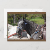 paard briefkaart, sleeppaard briefkaart (Voorkant / Achterkant)