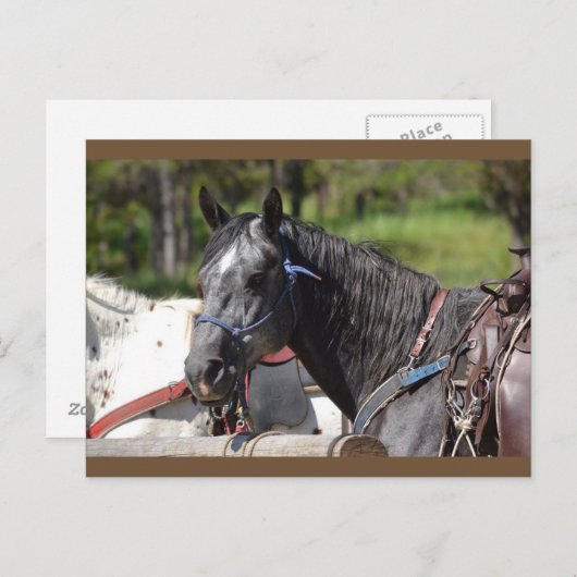 paard briefkaart, sleeppaard briefkaart (Voorkant / Achterkant)