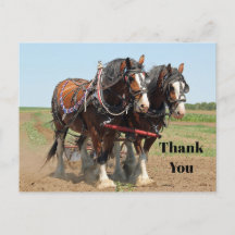 Paard Clydesdale Boerderij Foto Bedankt