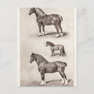  paard Clydesdale Shetland Belgium Paarden Briefkaart