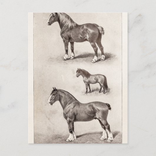  paard Clydesdale Shetland Belgium Paarden Briefkaart (Voorkant)
