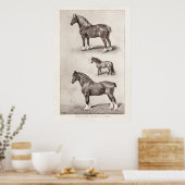 paard Clydesdale Shetland Belgium Paarden Poster (Keuken)