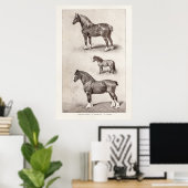 paard Clydesdale Shetland Belgium Paarden Poster (Thuiskantoor)