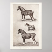  paard Clydesdale Shetland Belgium Paarden Poster (Voorkant)