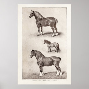  paard Clydesdale Shetland Belgium Paarden Poster