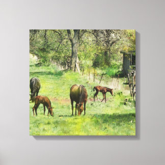 Paard & Colts in de wei - Square Canvas Art Afdruk