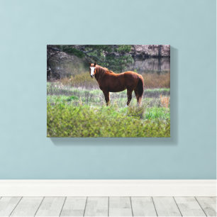 Paard dat achterom kijkt canvas afdruk