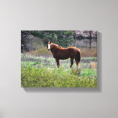 Paard dat achterom kijkt canvas afdruk (Voorkant)