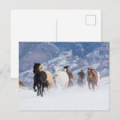 Paard dat door de sneeuw rent briefkaart (Voorkant / Achterkant)