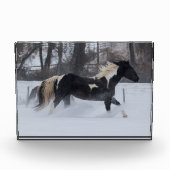 Paard dat door de sneeuw rent fotoblokken (Voorkant)