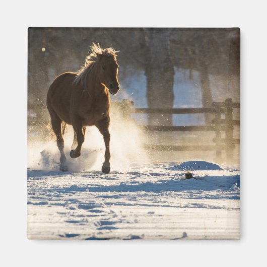 Paard dat door de sneeuw rent magneet (Voorkant)