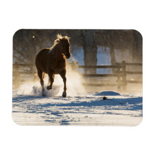 Paard dat door de sneeuw rent magneet