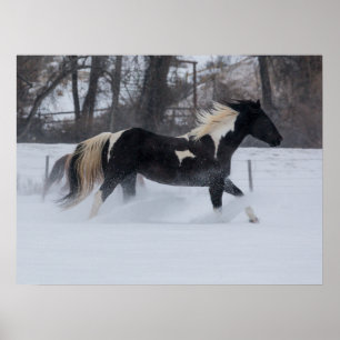 Paard dat door de sneeuw rent poster